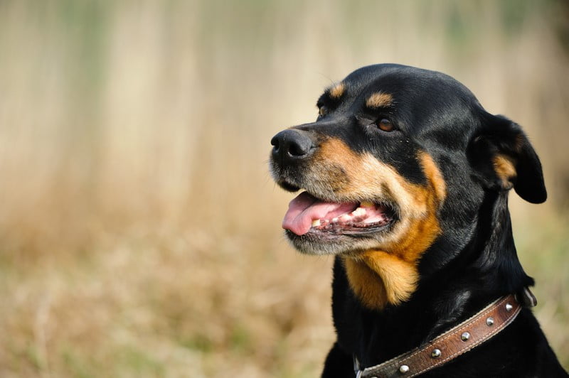 Veterinarian in Holland, MI