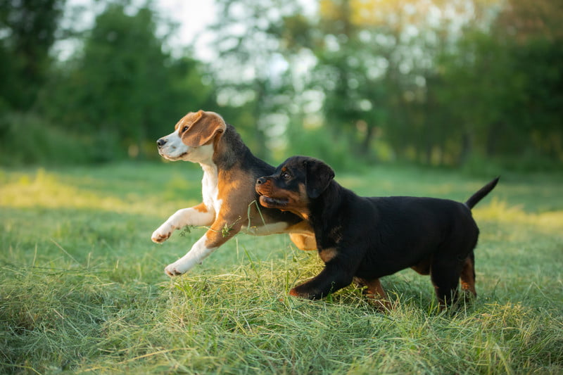Veterinarian in Holland, MI